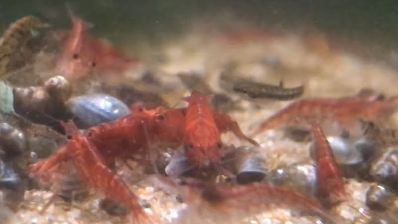 Is It Safe To Keep Least Killifish With Shrimp?