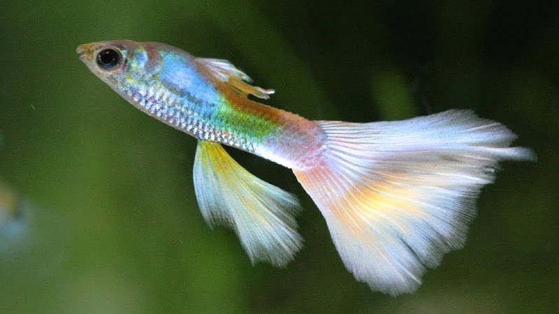 Top 13 Long Tail Beautiful Guppy Fish Make You Fall In Love