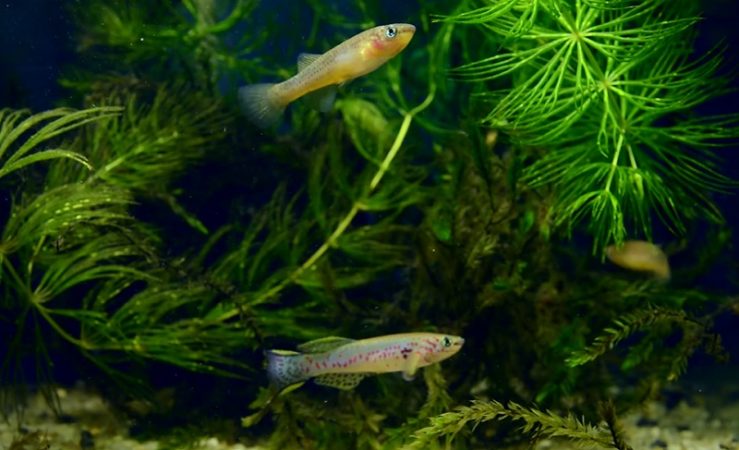 A pair of killifish: female (above) and male (below)