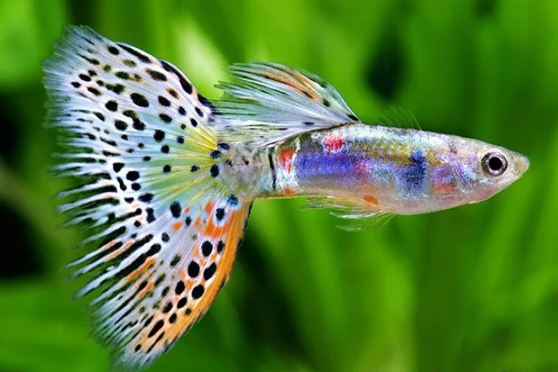 Male Guppies