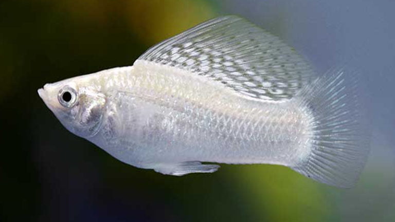 Male Molly Fish Characteristics & Mating Behavior: Why You Should Care About It?