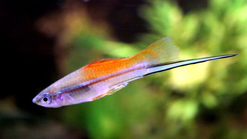 Male swordtails have elongated tail fins