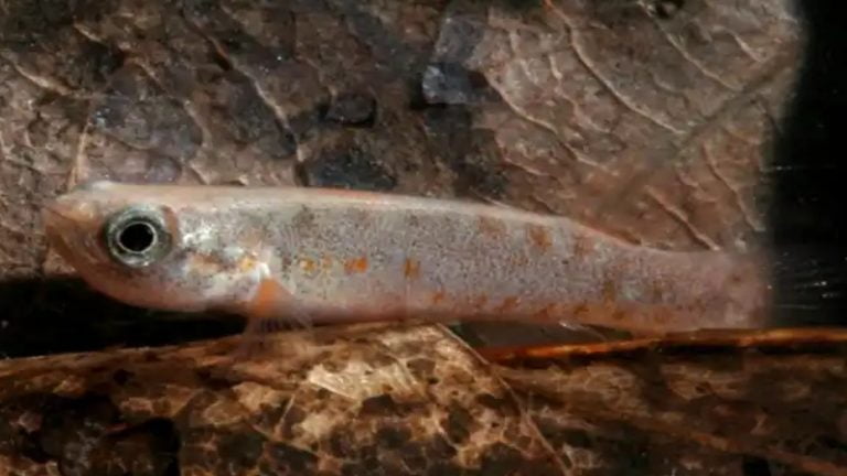 The Bizzare Case Of Mangrove Killifish Climbing Tree - How Is It Possible?