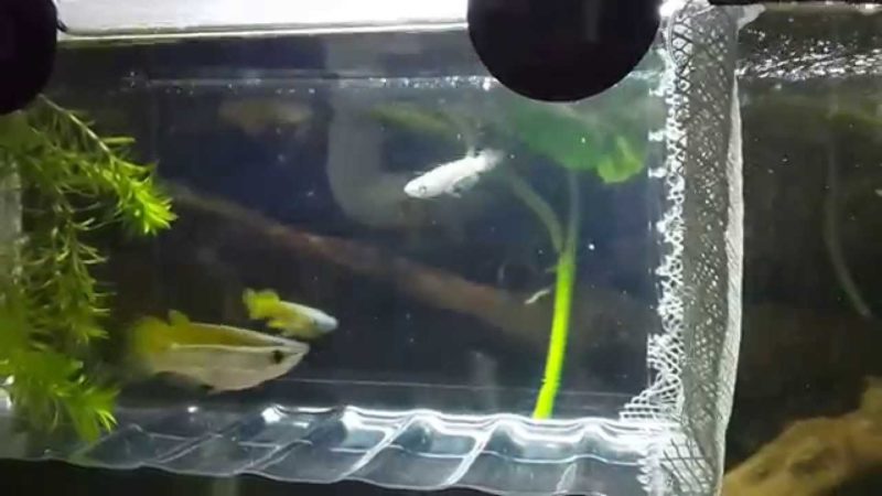 Methods to reproduce golden wonder killifish