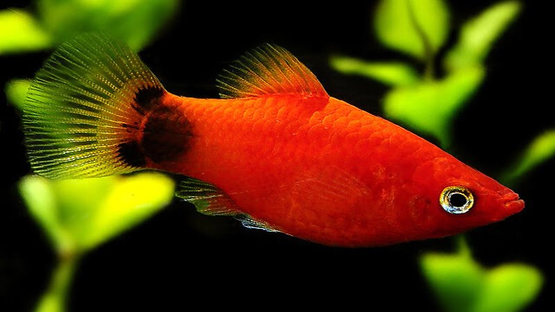 Should You Get A Mickey Mouse Platy Fish? Features, Care, Breeding & Tips