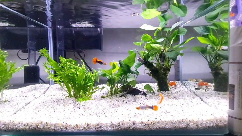 To minimize the aggression of the killifish toward the guppies, we should provide them with enough room