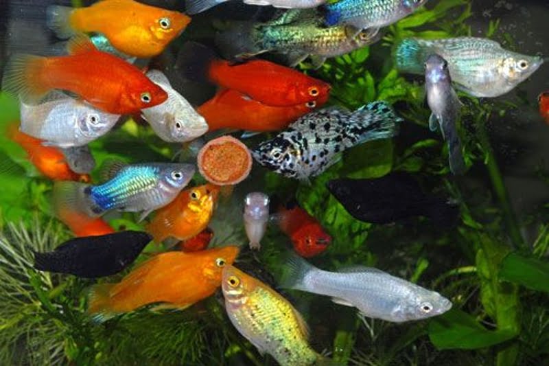 Mollies and Platies are similar in many ways.