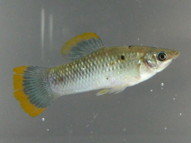 Mollies are available in a range of hues
