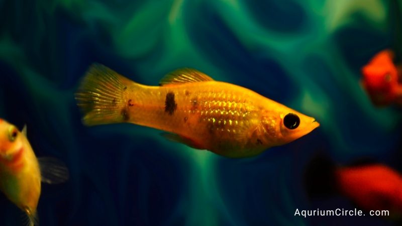 a molly fish