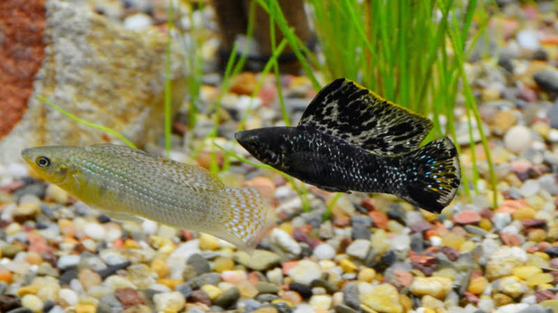 15 Best Molly Fish Colors & Types Friendly For Beginners