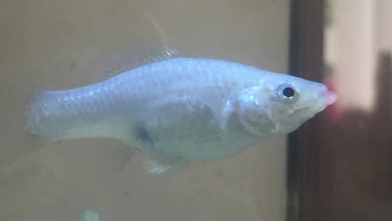 Molly Fish Eggs In Tank: The Very Interesting Information