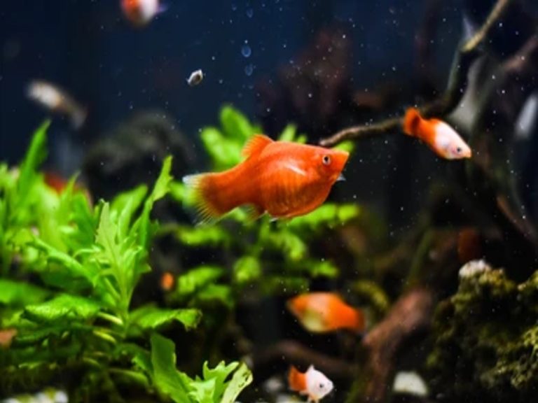 Orange Molly Fish: A Top Selection Includes An Unique Case