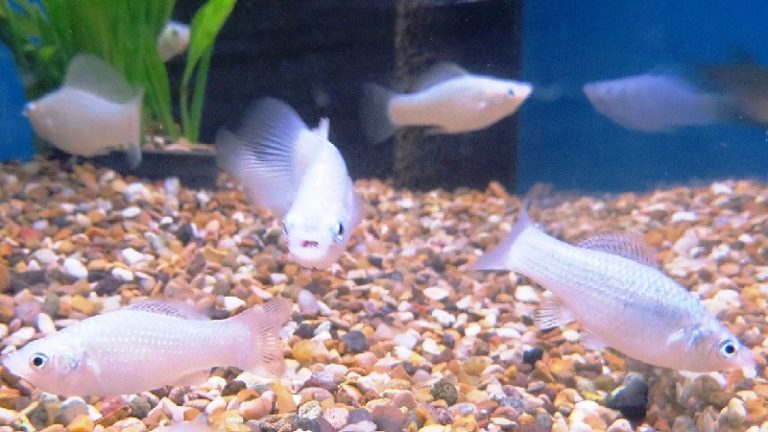 Molly Fish White - The Perfect Fish for Every Aquarium