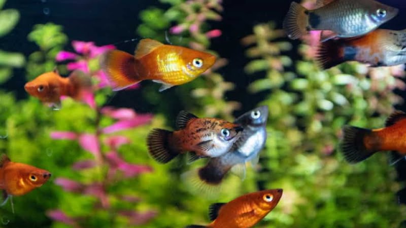 Molly Platy Fish - The Very Interesting Difference Between These Two Fishes