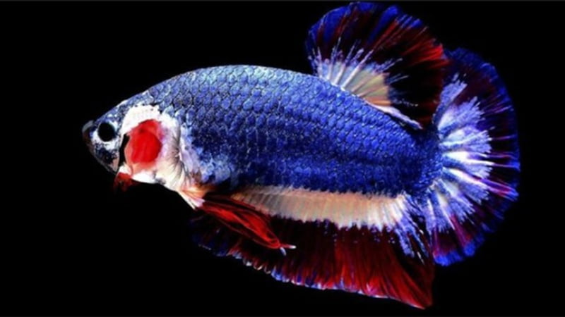 5 Most Expensive Betta Fish In The World