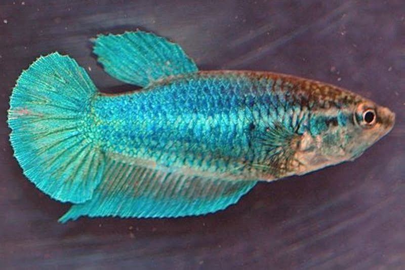 Multicolor CTPK Female