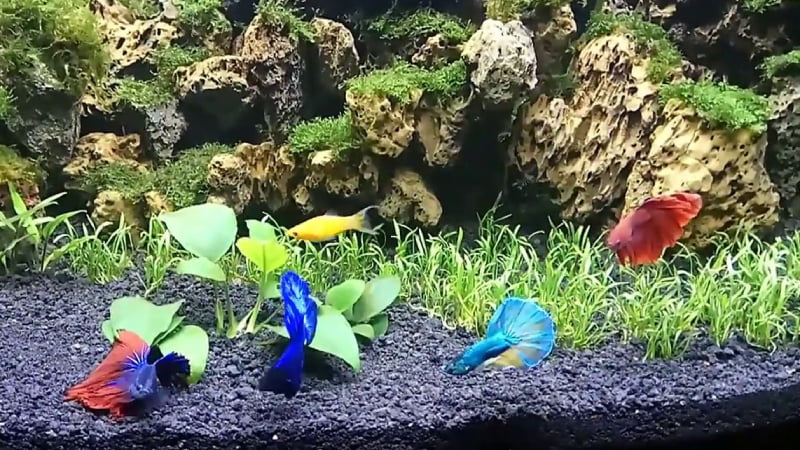 Multiple Betta Fish Tank: 3 Crucial Things You Should Know