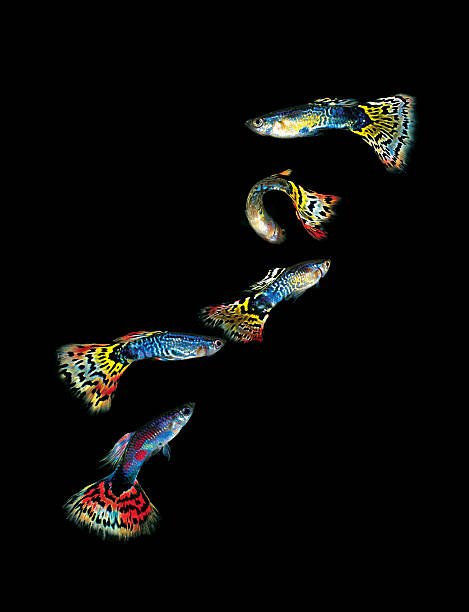 Multiple guppies on top of black background