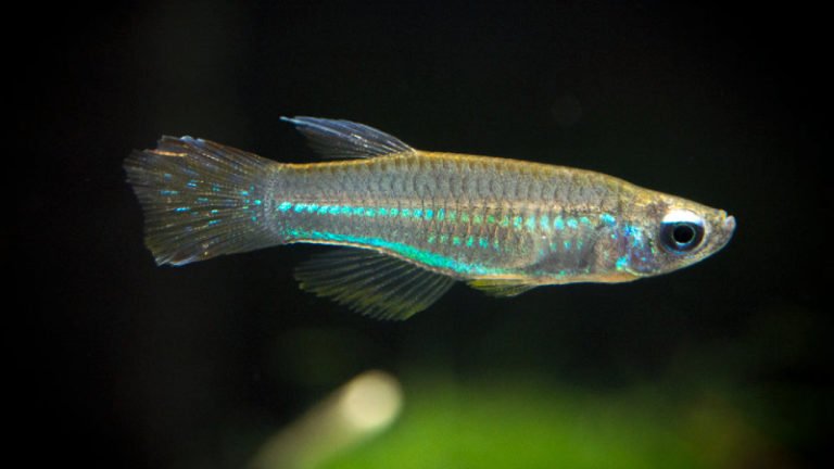 Answered: Your Top 7 Frequently Asked Questions About Neon Stripe Lampeye Killifish