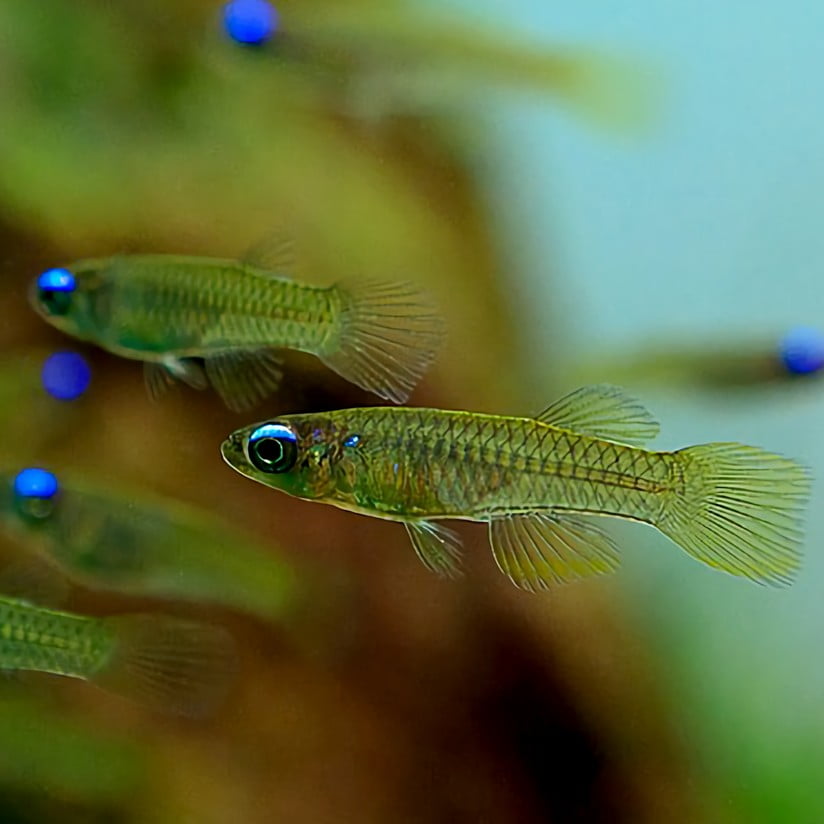 Neon Stripe Lampeye Killifish breeding
