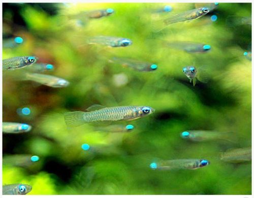 Neon Stripe Lampeye Killifish description