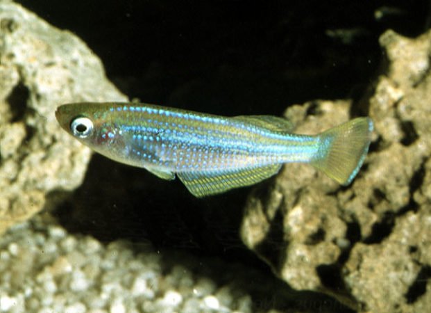 Neon Stripe Lampeye Killifish habitat