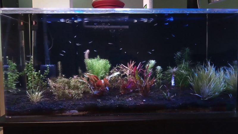 Neon Stripe Lampeye Killifish tank setup