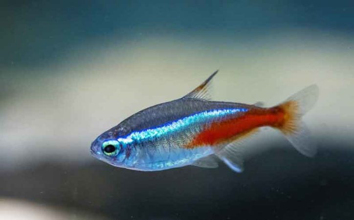 Neon Tetras: which should never be kept with Blue Panchax Killifish