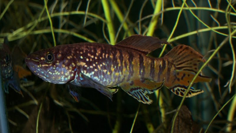 Top Features You May Not Know About The Niger Delta Killifish