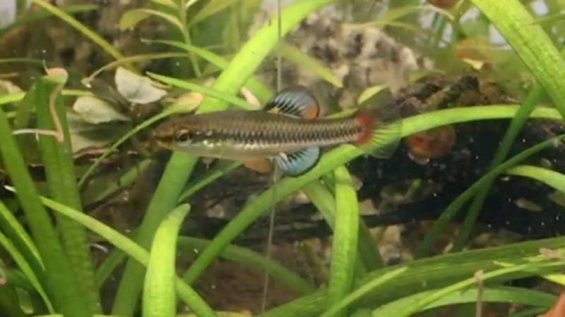North American killifish are suitable aquarium specimens