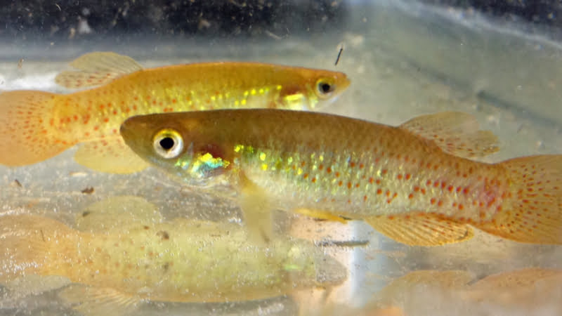 North American Killifish: An Amazing Fish You Should Know