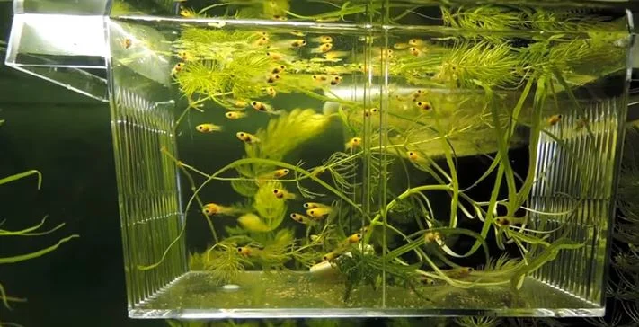 Offering a separate tank for Molly fries to prevent them from being eaten