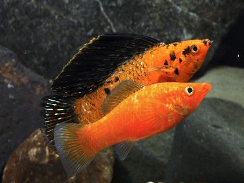 Orange and black molly fish: Dorsal fin