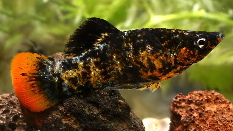 Orange And Black Molly Fish: Gender, Care, Diet, And Tank Condition