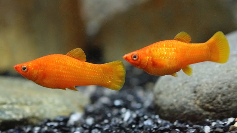 Orange Molly Fish: Why It Is A Top Selection Includes An Unique Case