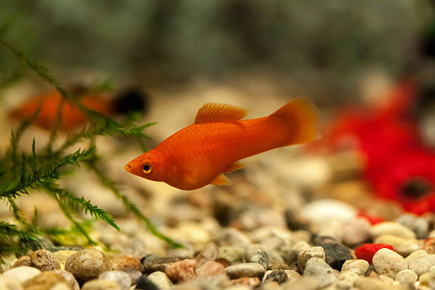 Orange swordtail fish in a tank
