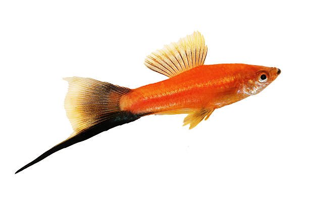 Orange swordtail fish with black tail fin