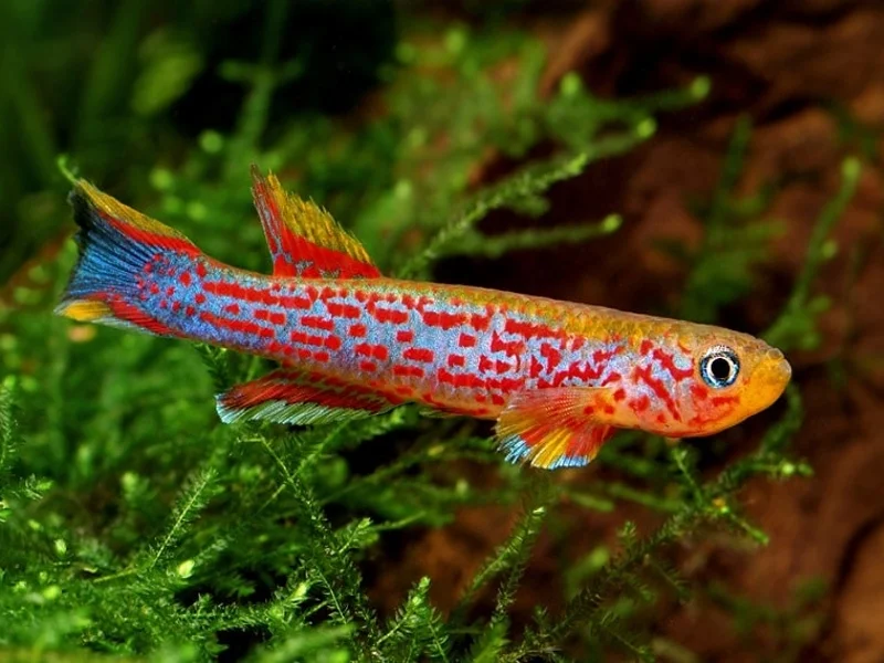 Place the killifish in the tank's corner