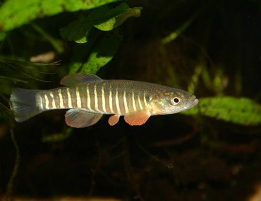 Plains killifish