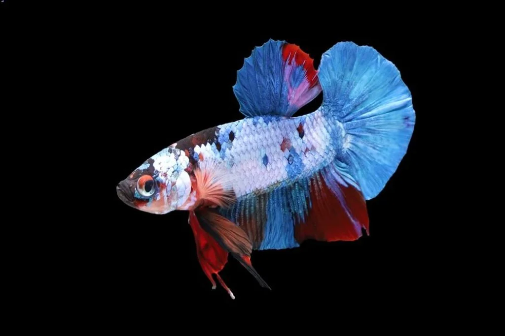 Plakat Betta