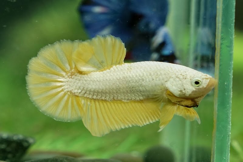 Plakat Yellow Dragon Betta Fish