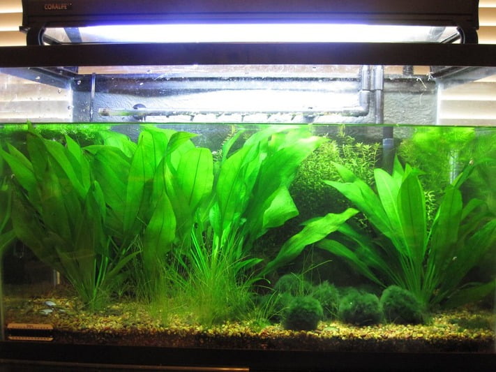 Plant-filled tank for your fish