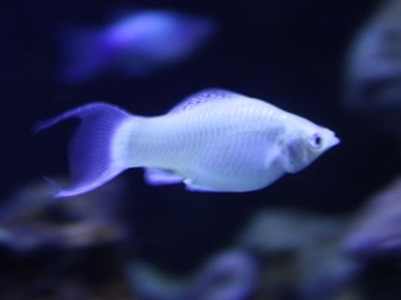 Platinum Lyretail Molly