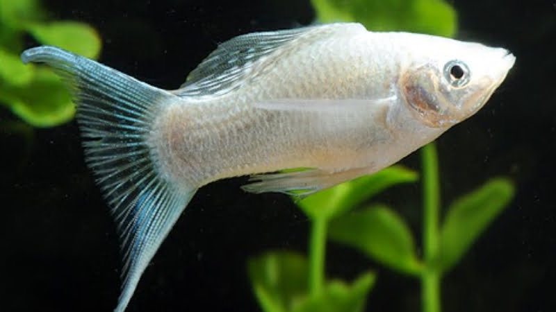 Platinum Molly Fish Profile: Care, Food, Breeding, Tank And More!