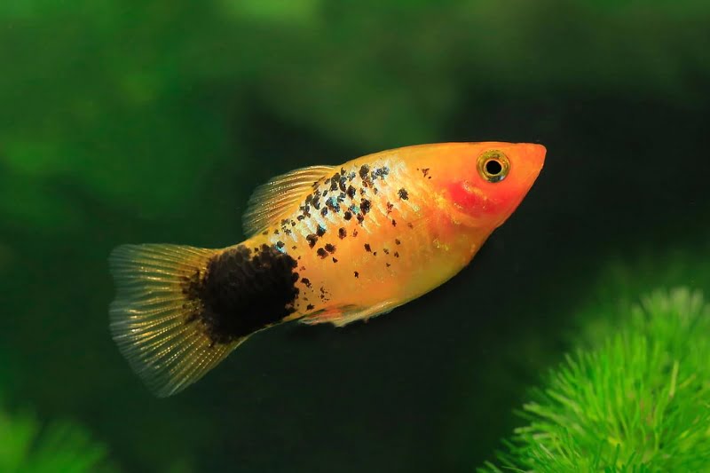 Platy Fish