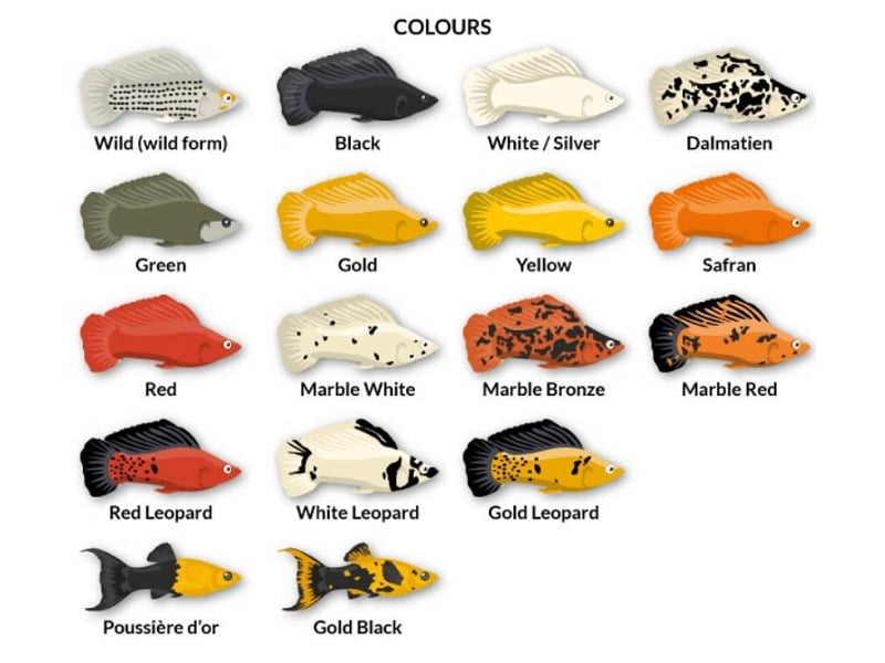 15 Best Molly Fish Colors Types Friendly For Beginners 15-best-molly-fish-colors-types-friendly-for-beginners