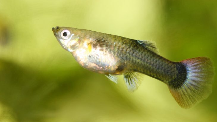 Pregnancy on guppy can dramatically reduce the life expectancy of them