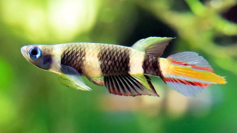 Clear Up Top Misunderstanding About Pregnant Clown Killifish & 4 Helpful Guidelines For Caring
