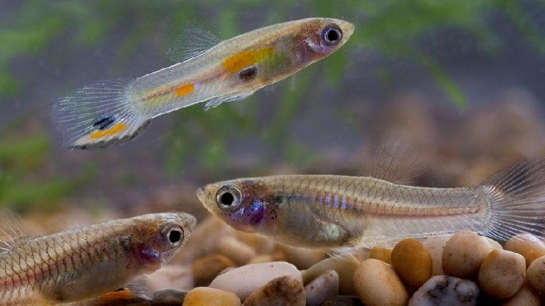Are These The Pretty Guppy Fish You've Ever Seen?