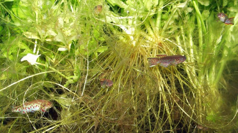 You should provide killifish with lots of plants, especially floating plants